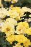 Nitty Gritty™ Yellow rose photo