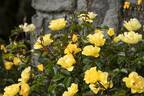 Nitty Gritty™ Yellow rose photo