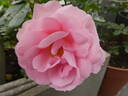 Rosenprofessor Sieber ® rose photo