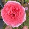 Fragonard rose photo