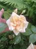 Solfatare rose photo