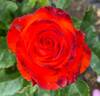 Mercedes ® rose photo