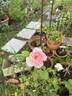 Chaucer rose photo