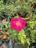 Nur Mahál rose photo
