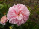 Pirouette ™ rose photo