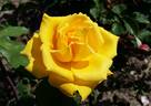 Alba Chiara rose photo
