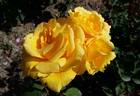Alba Chiara rose photo