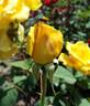 Alba Chiara rose photo