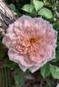 Pink Powderpuff rose photo
