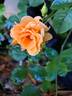 Bentheimer Gold ® rose photo