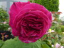 Freifrau Caroline rose photo