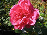 Cherryade rose photo