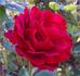 Tatjana ® rose photo