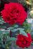 Christopher Stone rose photo