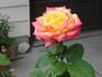 Flaming Beauty rose photo