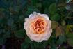 Amazing Palace rose photo