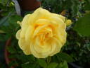Yellow Brick Road rose photo