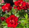 Keep In Touch rose photo
