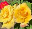 Sultry ™ rose photo