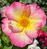 Olivier Roellinger ® rose photo