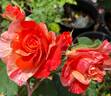 Michelangelo rose photo