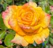 Good Day Sunshine ™ rose photo
