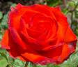 Mercedes ® rose photo