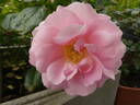 Rose Professor Sieber rose photo