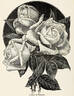 Charles de Franciosi rose photo