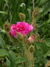 Little Gem rose photo