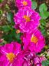 Sultry Night ™ rose photo