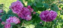 Bacchante rose photo