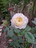Crémet d'Anjou ® rose photo