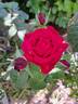You and Me rose photo