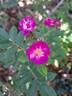 Sibelius ® rose photo
