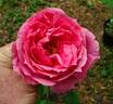 Prairie Breeze rose photo