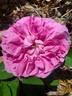 Baronne Prévost rose photo