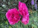 Wise Portia rose photo