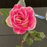Whimsy rose photo