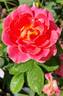 Coral Miracle ™ rose photo