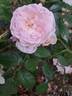 Lovely Meilland rose photo