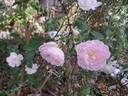 Lovely Meilland rose photo