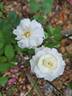 Bordure Blanche ® rose photo