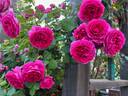 Celestine rose photo
