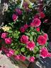 Celestine rose photo