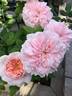 Claire Rose rose photo
