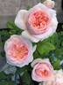 Claire Rose rose photo