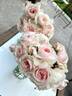 Claire Rose rose photo