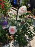 Tranquility ™ rose photo