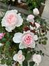 Tranquility ™ rose photo